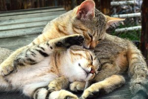 Экскурсия в экопарк Беремицкое: Музей диких котов